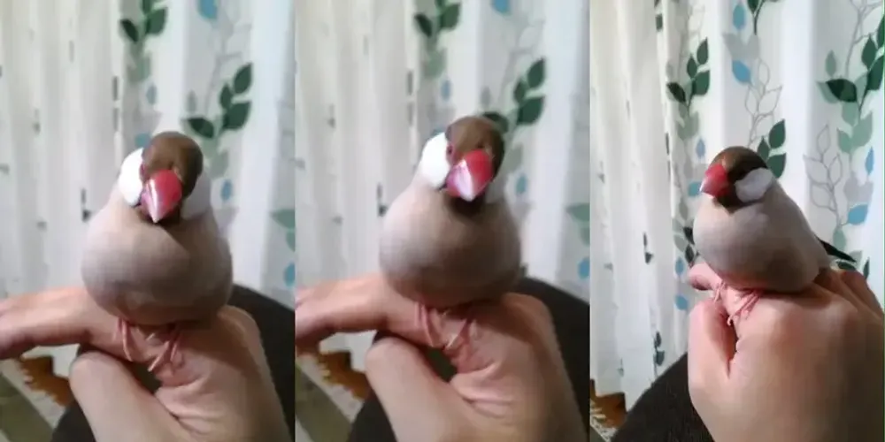 img of 文鳥と暮らす　～これまでの１年をふり返って【日記】